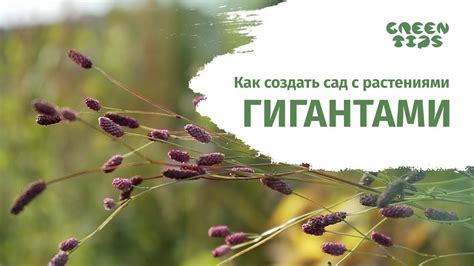 Как создать сад с растениями гигантами. Цветник своими руками. YOUTUBE ...