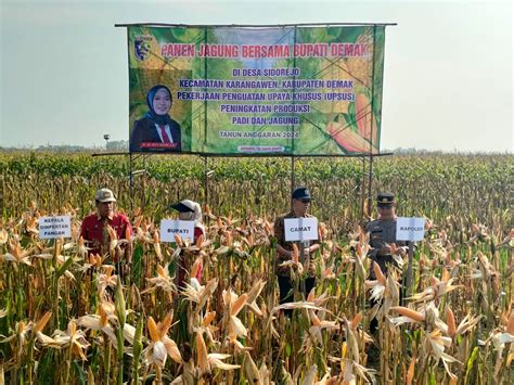 Pemkab Demak Terus Berupaya Jaga Stabilitas Harga Jagung Pemerintah