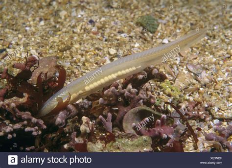 Branchiostoma Lanceolatum High Resolution Stock Photography and Images - Alamy