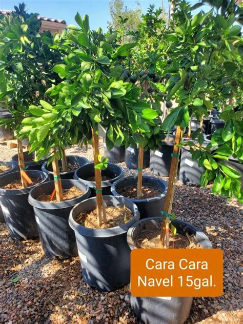 Cara Cara Navel Orange Citrus Orange Cara Cara Navel Treeland Nurseries