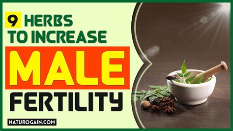 9 Herbs To Increase Male Fertility Get Woman Pregnant [fast] Youtube