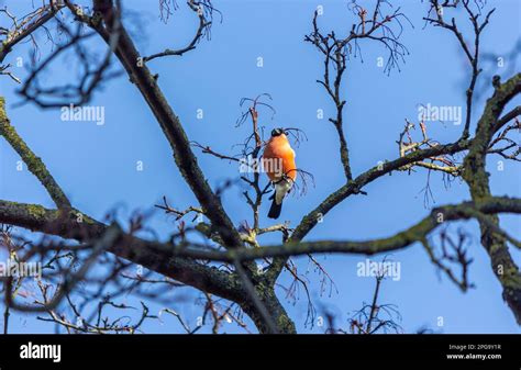 Male Eurasian Bullfinch On A Tree Branch In Early Spring Stock Photo