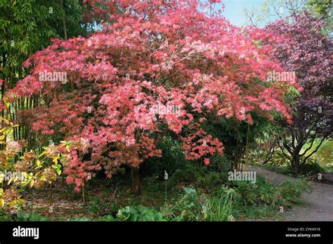 The Red Autumn Foliage Acer Palmatum Japanese Maple ‘shojo Shidare