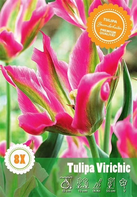 Tulipan Odm Virichic Tulipa Sp Kupuj W OBI