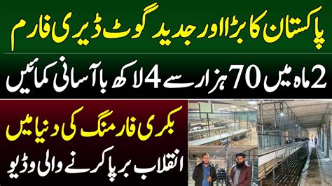 Modern Standard Goat Farm In Pakistan YouTube