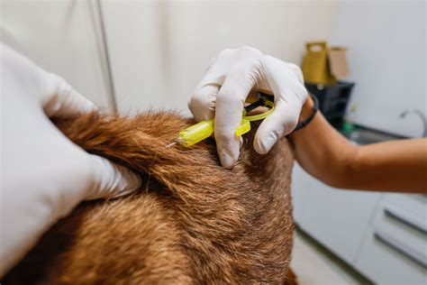 Profissionais E Cl Nicas Podem Se Cadastrar Para A Microchipagem De