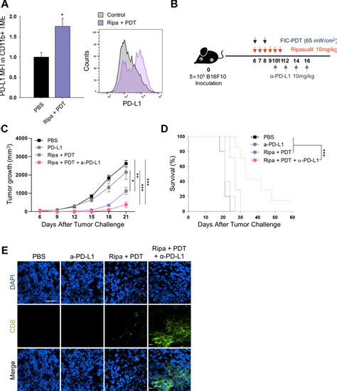 In Vivo Pd L Expression And Combined Therapy With Fic Pdt Ripasudil