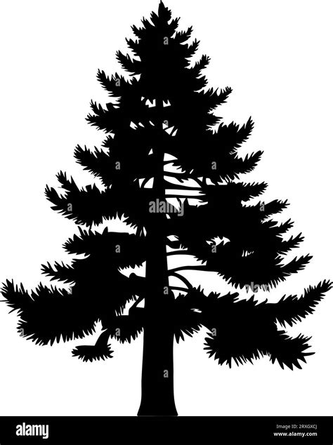 Pine Or Fir Tree Silhouette Vector Illustration Stock Vector Image