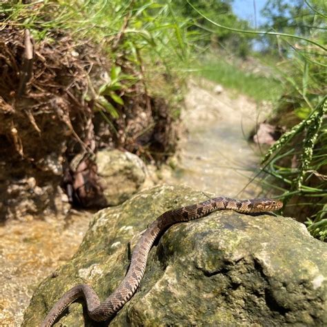 Plain Bellied Watersnake From Fort Hood Killeen TX US On May 4 2020