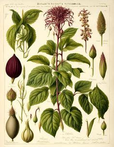 Idee Su Tavole Botaniche Botanica Illustrazione Botanica Stampe