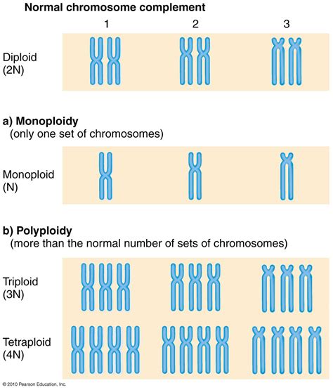 Euploid karyotypes