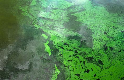 How To Identify Blue Green Algae