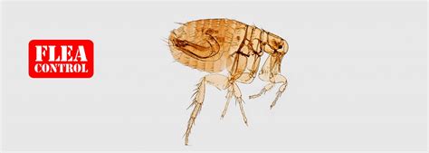 How Do Flea Bombs Work? The Pros and Cons of Flea Bombing