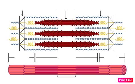 Sarcomere Diagram Blank Testable Diagram Quizlet