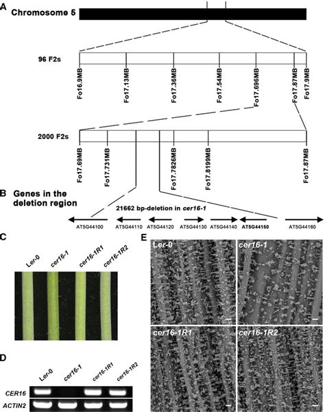 Positional Cloning Of CER16 And Complementation Of Cer16 1 Mutant A