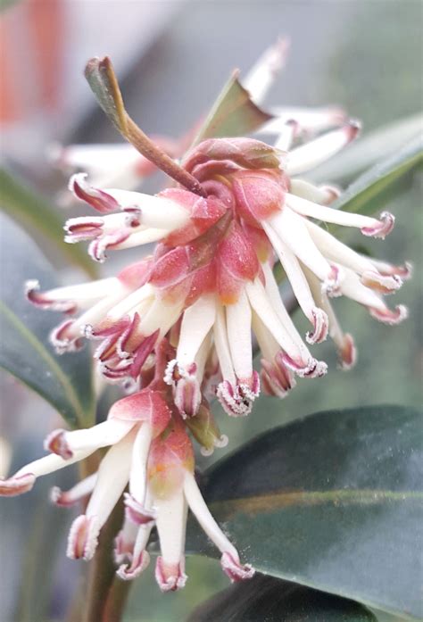 Sarcococca hookeriana Winter Gem - Fragrant Sweet Box