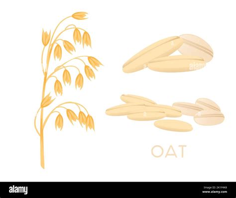 Oat Agriculture Plant With Ears Grain Vector Illustration Isolated On