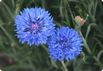 Centaurea cyanus 'Blue Boy' - Diane's Flower Seeds