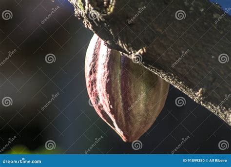 Cacao pod stock photo. Image of agriculture, delicious - 91899380