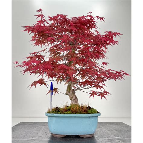 Acer Palmatum Deshojo Bons I I Laos Garden