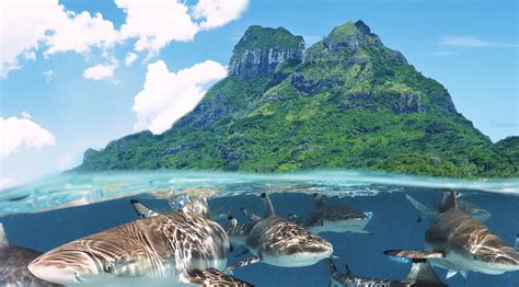 Diving In Bora Bora Tahiti Tourisme