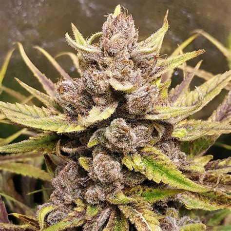 Acheter Graines De Cannabis Royal Highness CBD Royal Queen Seeds