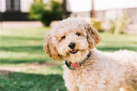 Premium Photo | Happy dog having fun in the park