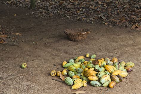 Addressing Challenges in West African Cocoa Farming | Rainforest Alliance