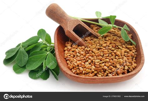 Fenugreek seeds with green leaves Stock Photo by ©bdspn74 270831952
