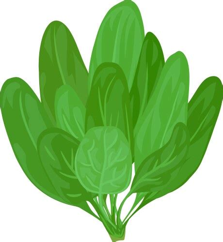 Spinach Leaves Icon Cartoon Style Royalty Free Vector Image