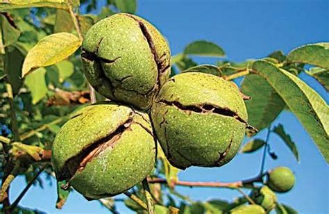 Nut Trees On Your Homestead Backwoods Home Magazine Growing Fruit Trees American Chestnut