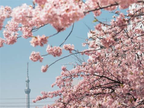 【関東近郊】河津桜の撮影スポット7選！東京から近い一足早く春を感じれるスポットをご紹介 Photodou