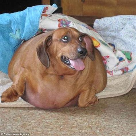 Worlds Fattest Wiener Dog