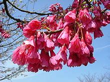 Prunus campanulata - Flowering Cherry - Blerick Tree Farm