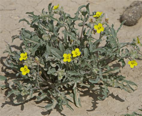 Sterigmostemum caspicum - Изображение особи - Плантариум