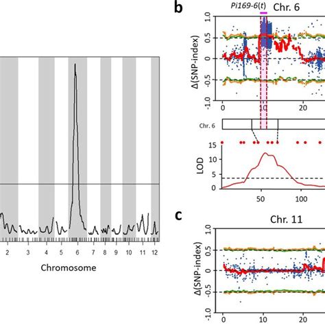 Mapping Of The Blast Resistance Genes In SA0169 Using Linkage Analysis