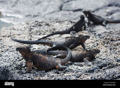 Marine Iguanas Amblyrhynchus Cristatus Isla Santa Cruz Galapagos