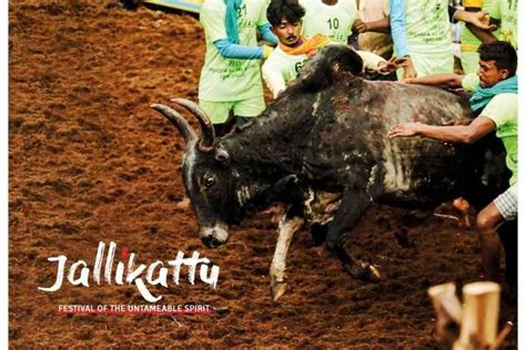 Jallikattu Festival of the Untameable Spirit - Pickle Media