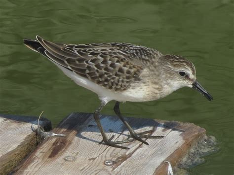 Toronto Wildlife Sandpipers