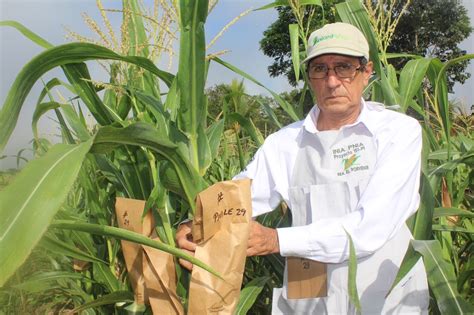 Curso Virtual Manejo integrado del cultivo de maíz amarillo duro en