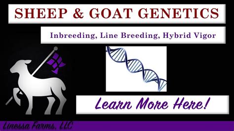 Sheep And Goat Genetics Inbreeding Line Breeding And Hybrid Vigor