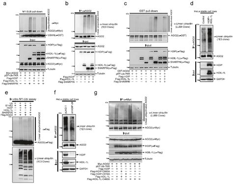 Rip Seq Nature Ago Lab On Web