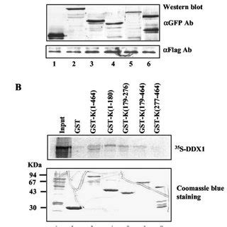 Mapping Of Hnrnp K Protein Domain Responsible For Binding To Ddx