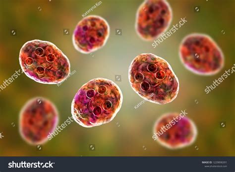 Cyst Giardia Intestinalis Protozoan Formely Known Stock Illustration 1229898391 Shutterstock