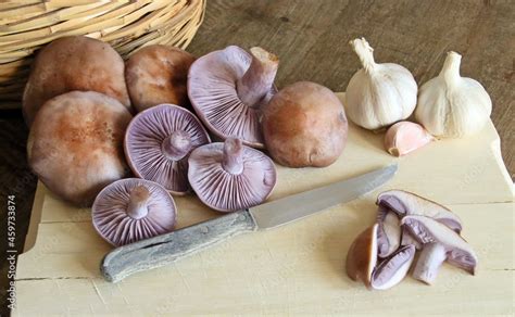 Bodeg N De Setas Clitocybe Nuda Nmente Conocido Como La Madera