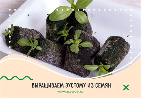 Выращиваем эустому из семян Эустома — не самый простой в выращивании ...