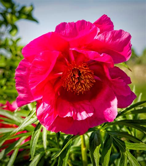 Paeonia Coral Fay W Xpeony D Paeonia Coral Fay Flickr