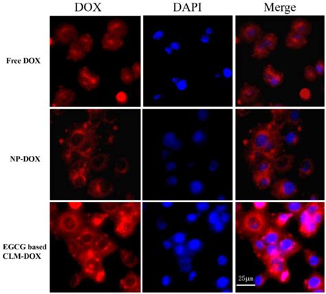 Inverted Fluorescent Microscopy Image Of MCF 7 Adr Cells After