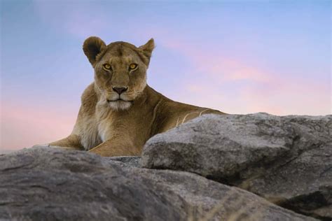 African Safari Animals: 34 Photos to make you want to visit Tanzania