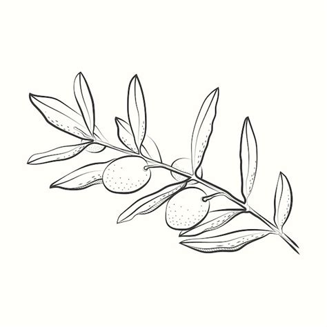 Premium Vector Hand Drawn Olive Branch Drawing Illustration